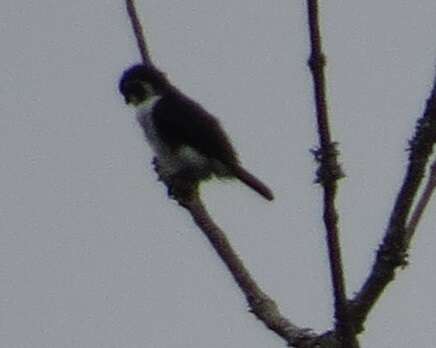 Image of Pied Falconet