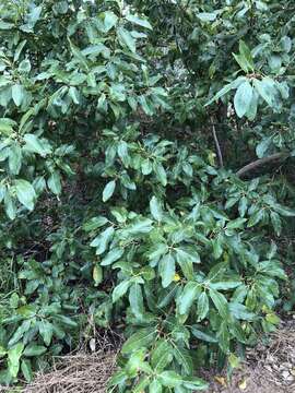 Image of Ficus opposita Miq.