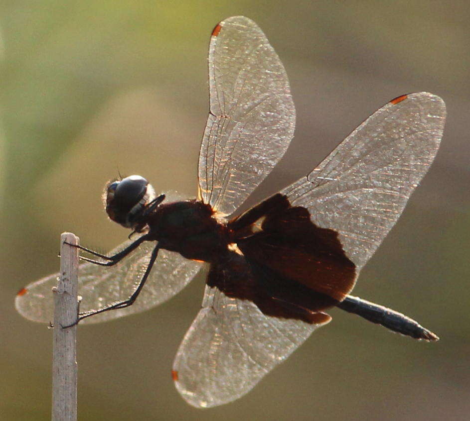 Image of Phantom Flutterer