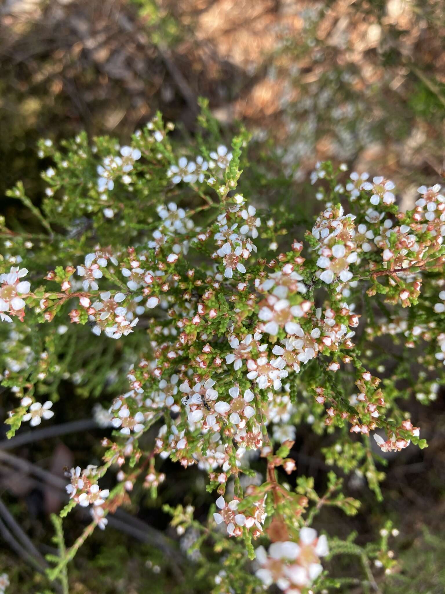 Image of Baeckea brevifolia (Rudge) DC.