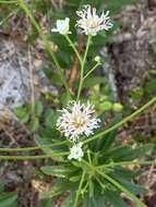 Image of coastal plain palafox