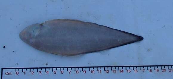 Image of Chabanaud&#39;s tonguefish