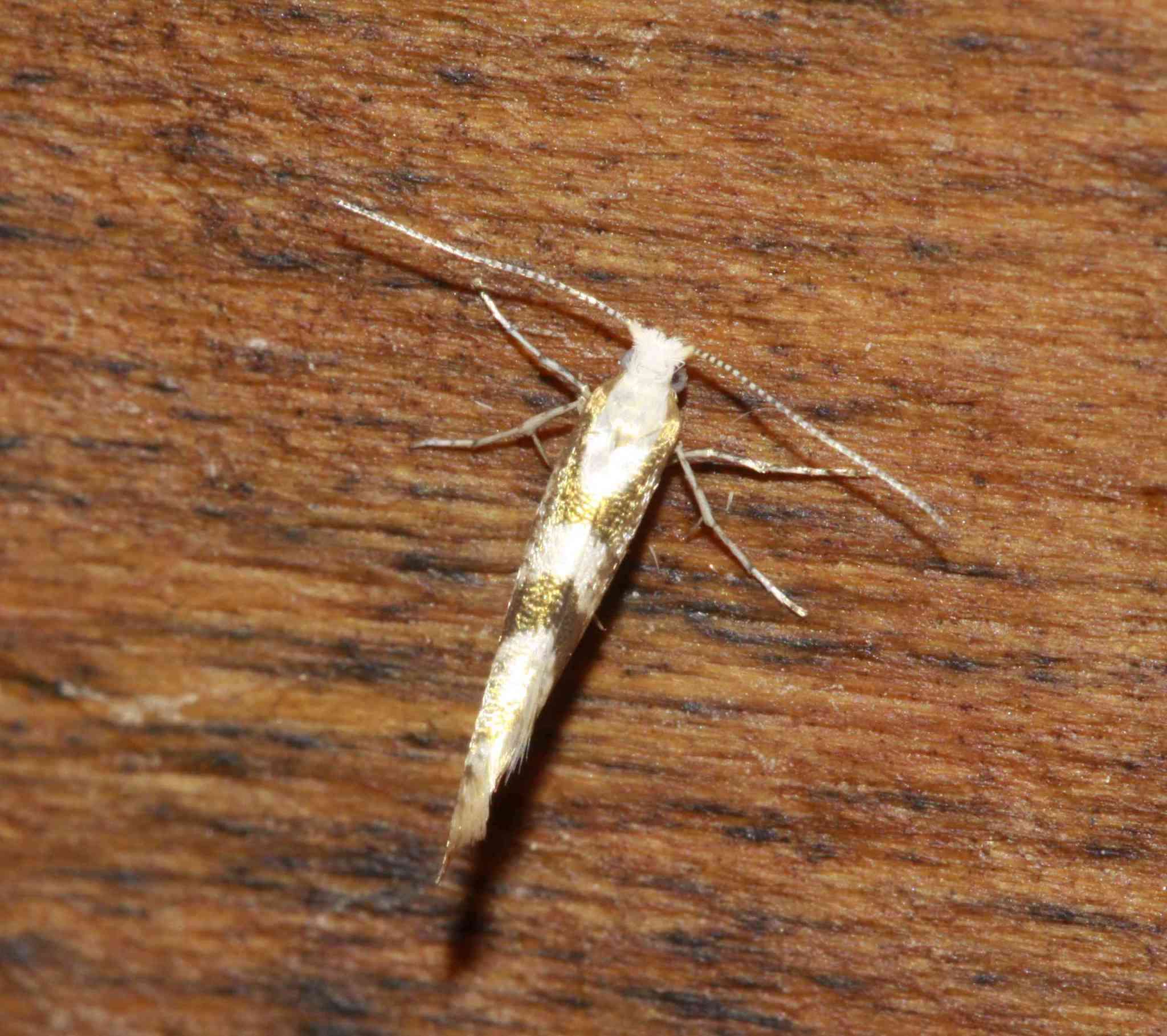 Image de Argyresthia calliphanes Meyrick 1913