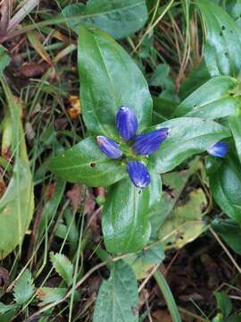 Image of Balsam Mountain Gentian