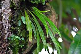 Image of Weeping Fern