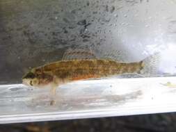 Image of Coldwater darter