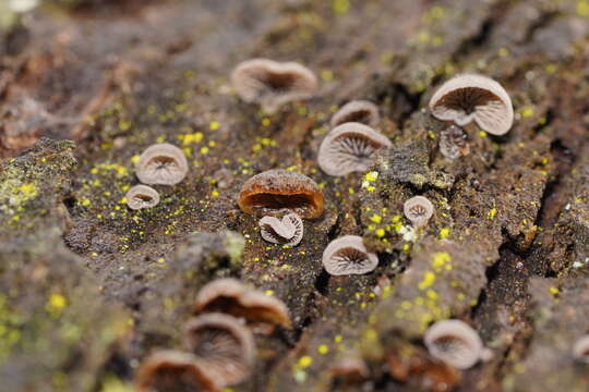 Resupinatus subapplicatus (Cleland) Grgur. 1997 resmi