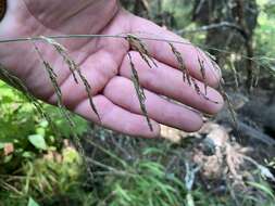Image of Great Smoky Mountain Manna Grass