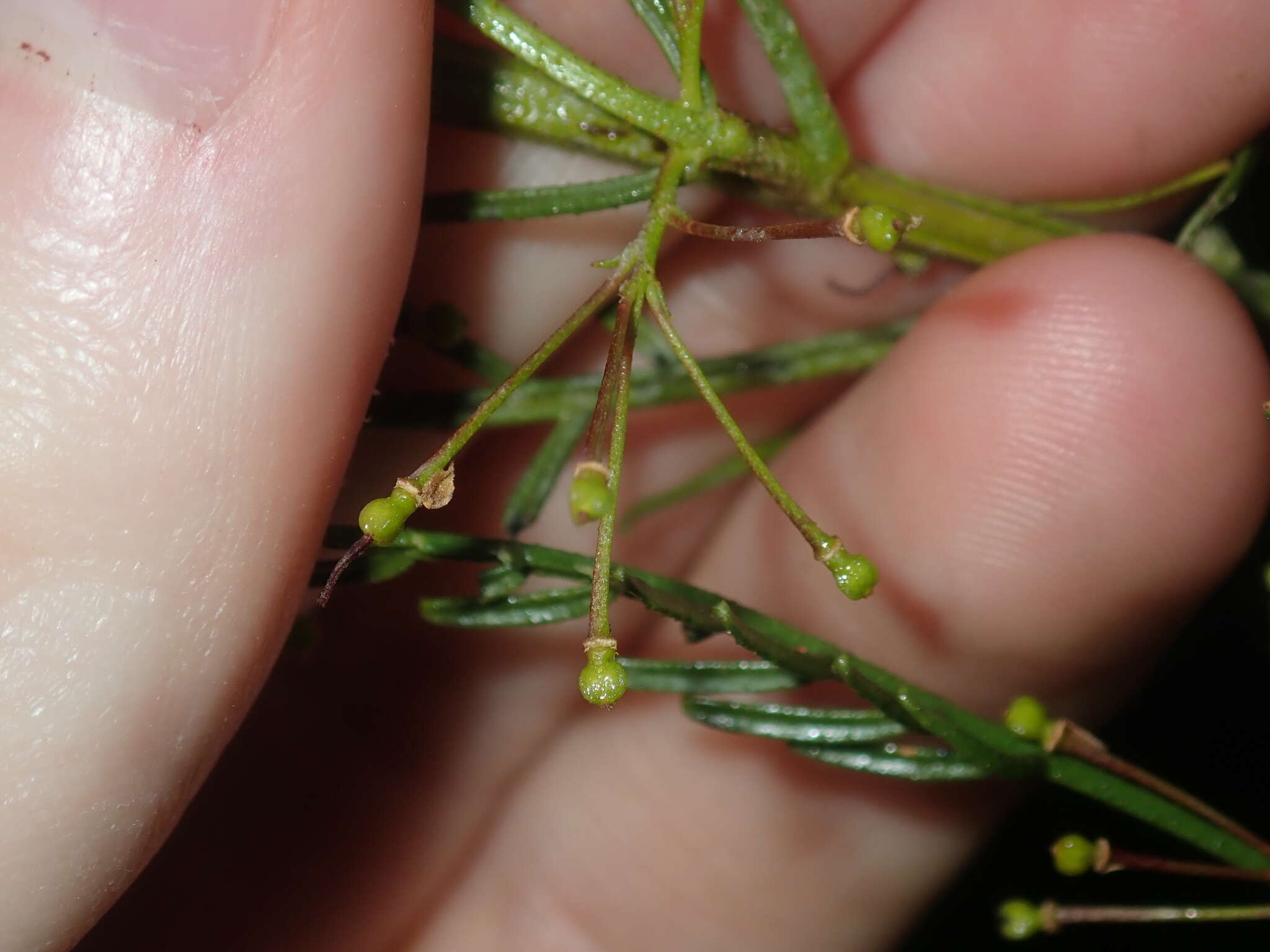 Image of Dodonaea inaequifolia Turcz.