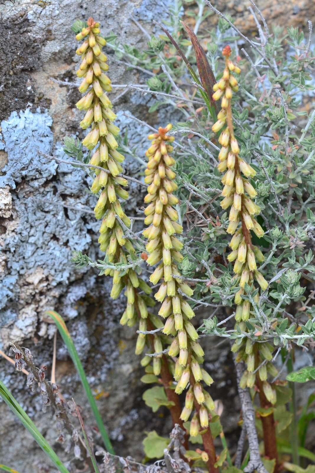 Imagem de Umbilicus rupestris (Salisb.) Dandy