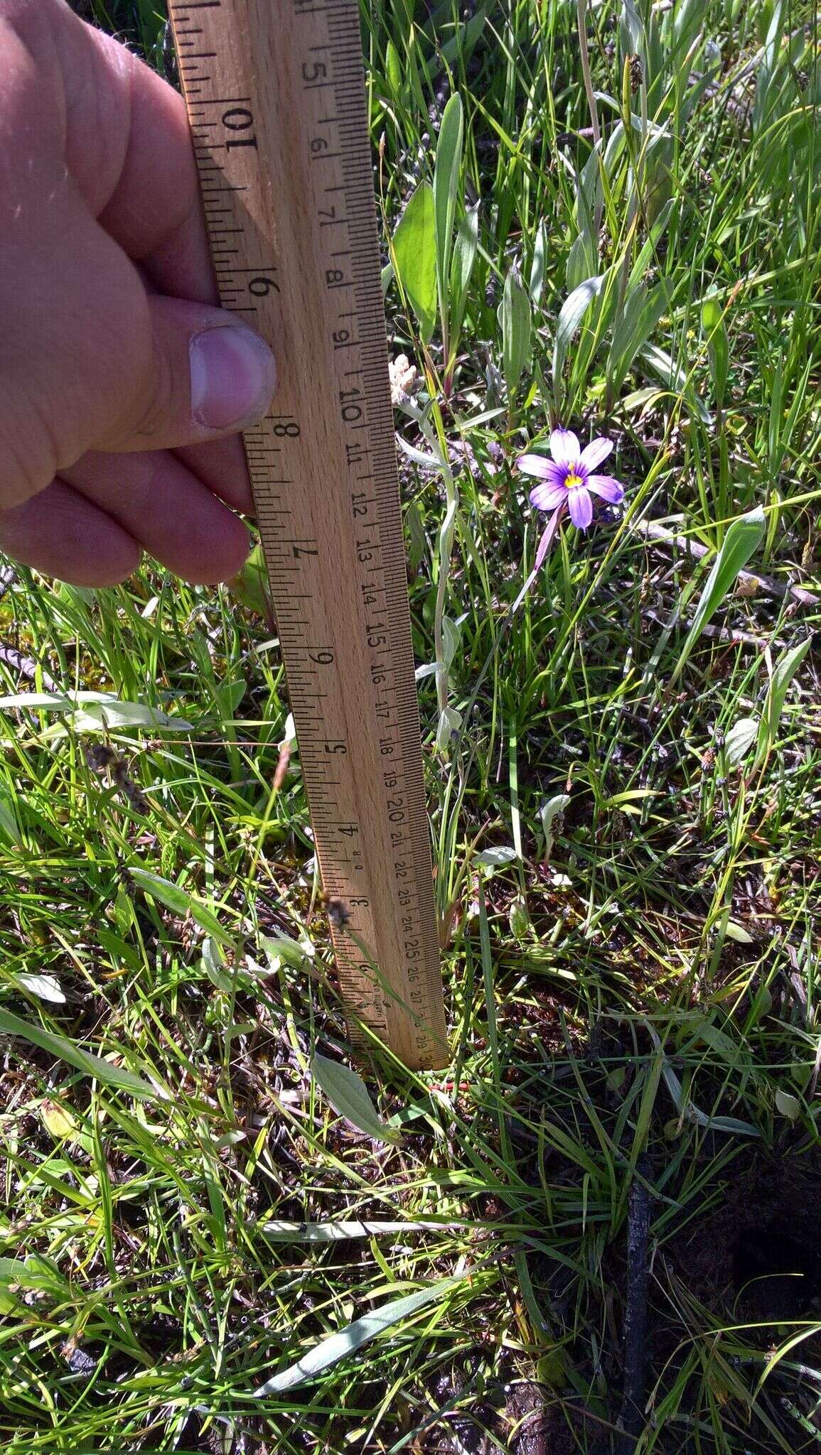 Image of strict blue-eyed grass