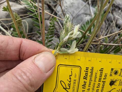 Image of field locoweed