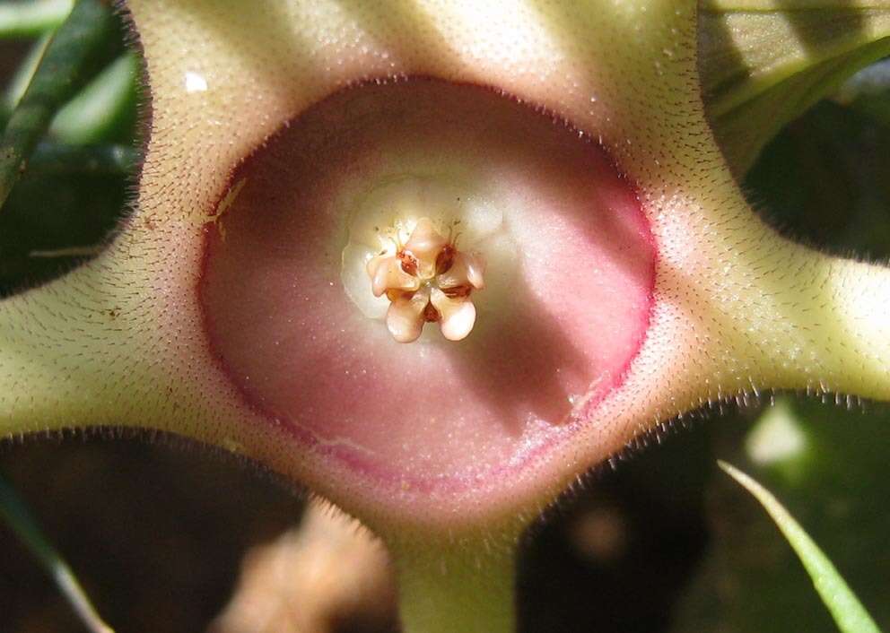 Plancia ëd Ceropegia verekeri subsp. verekeri