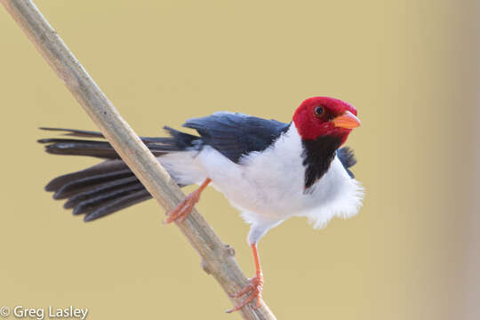 Image of Yellow-billed Cardinal