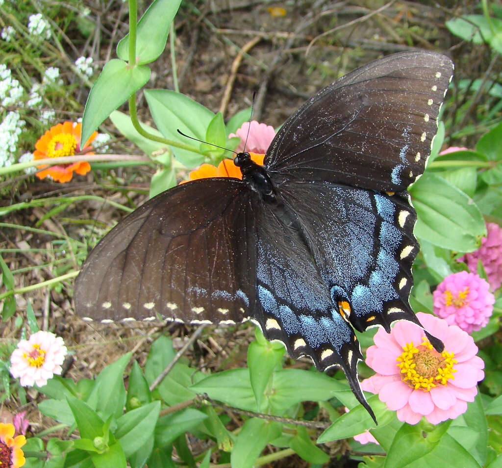 Image of Eastern Tiger Swallowtail