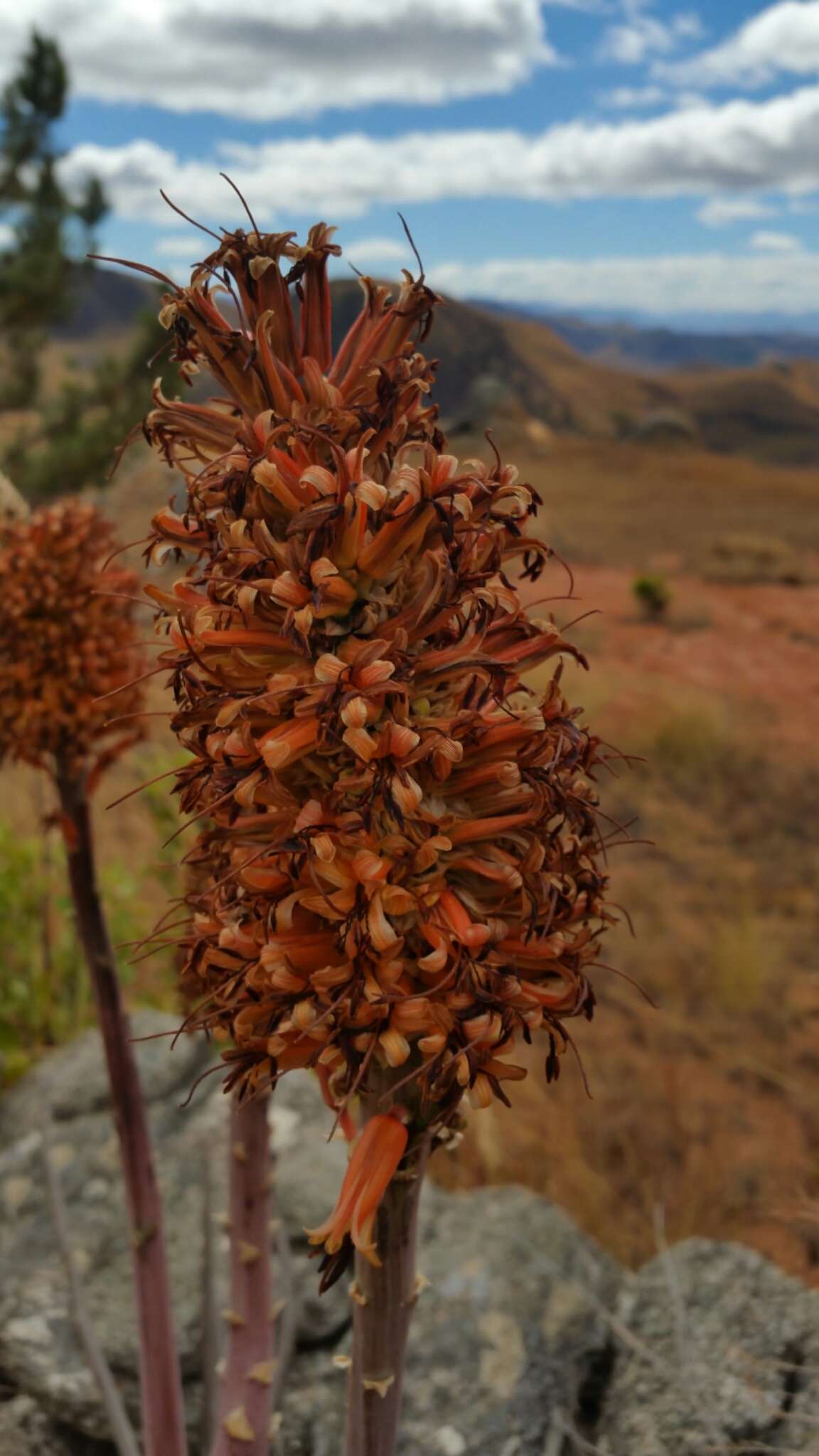 Image of Aloe imerinensis Bosser