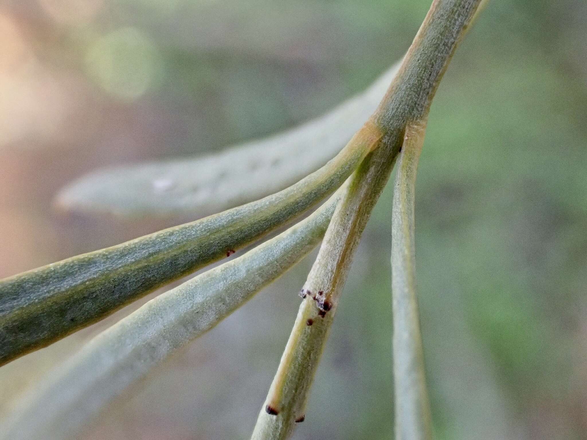 Image of Santalum murrayanum (T. Mitch.) C. Gardner