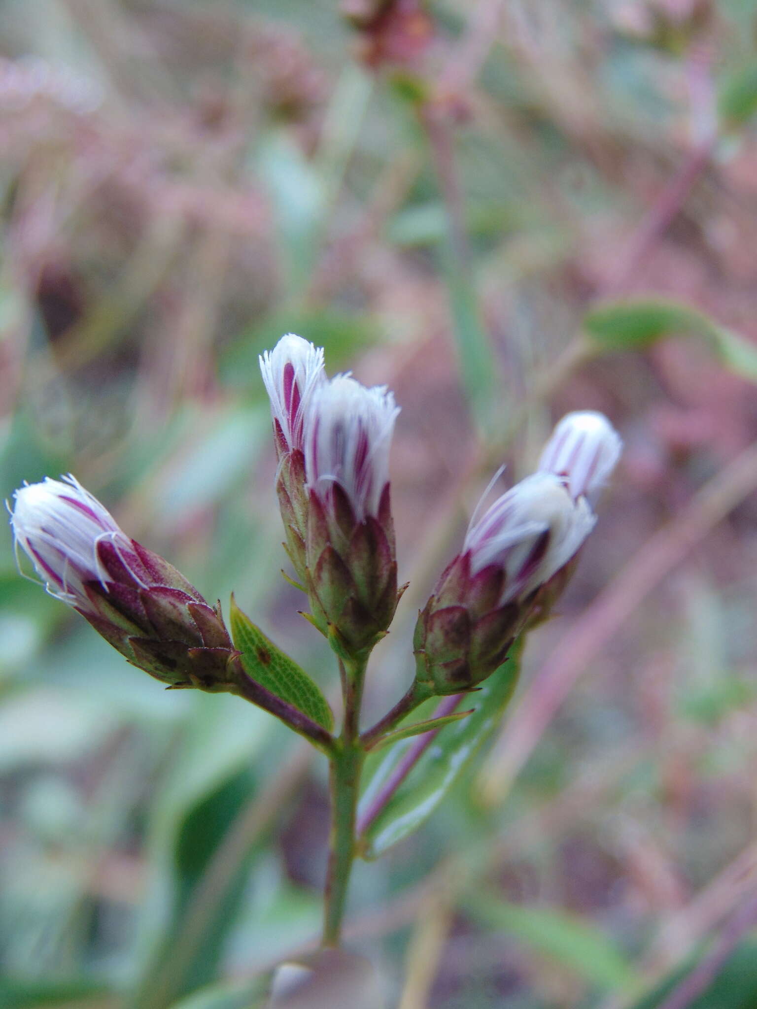 Plancia ëd Acourtia fruticosa (La Llave & Lex.) B. L. Turner