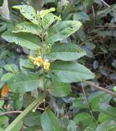 Image of Climbing raisin