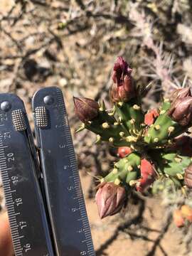 Cylindropuntia × antoniae resmi