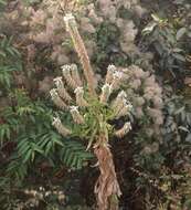 Image of Lobelia nicotianifolia Roth