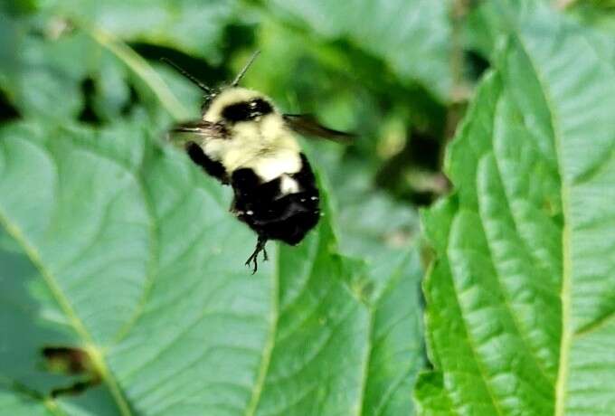 Слика од Bombus wilmattae Cockerell 1912