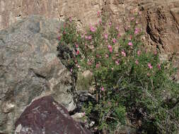 Image of Rosa webbiana Wall.