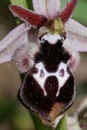 Слика од Ophrys reinholdii subsp. reinholdii