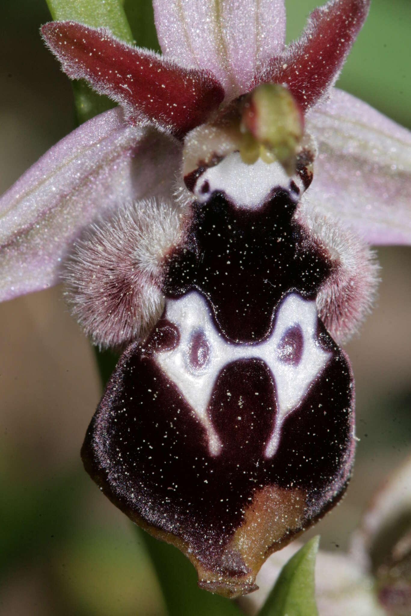 Image of Ophrys reinholdii subsp. reinholdii