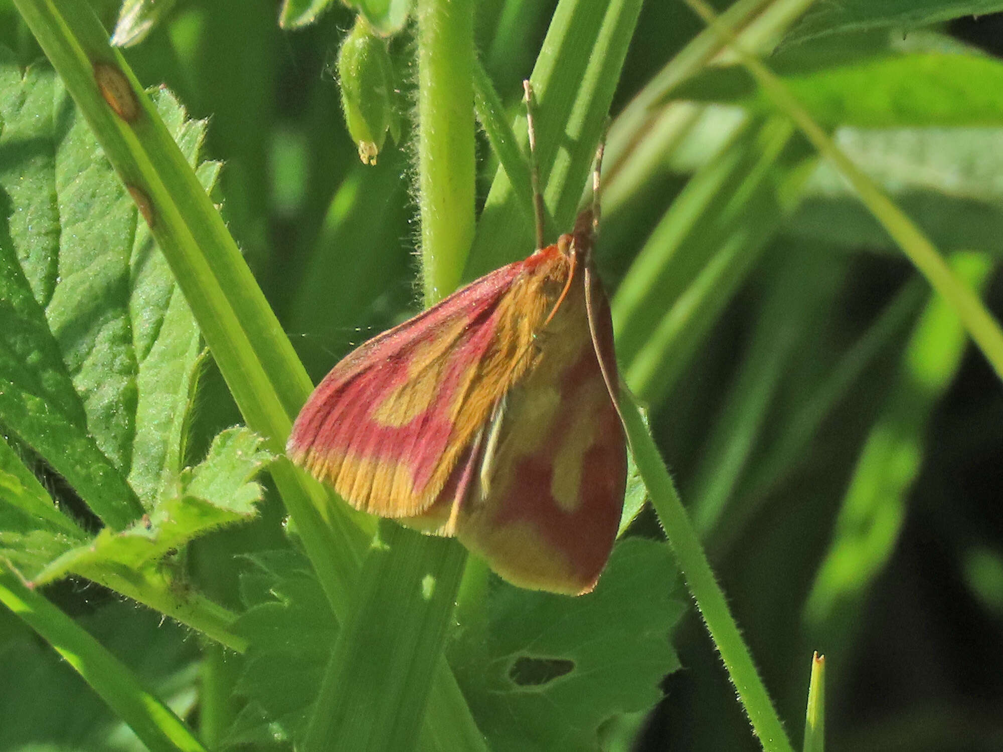 Ostrinia palustralis Hübner 1796 resmi