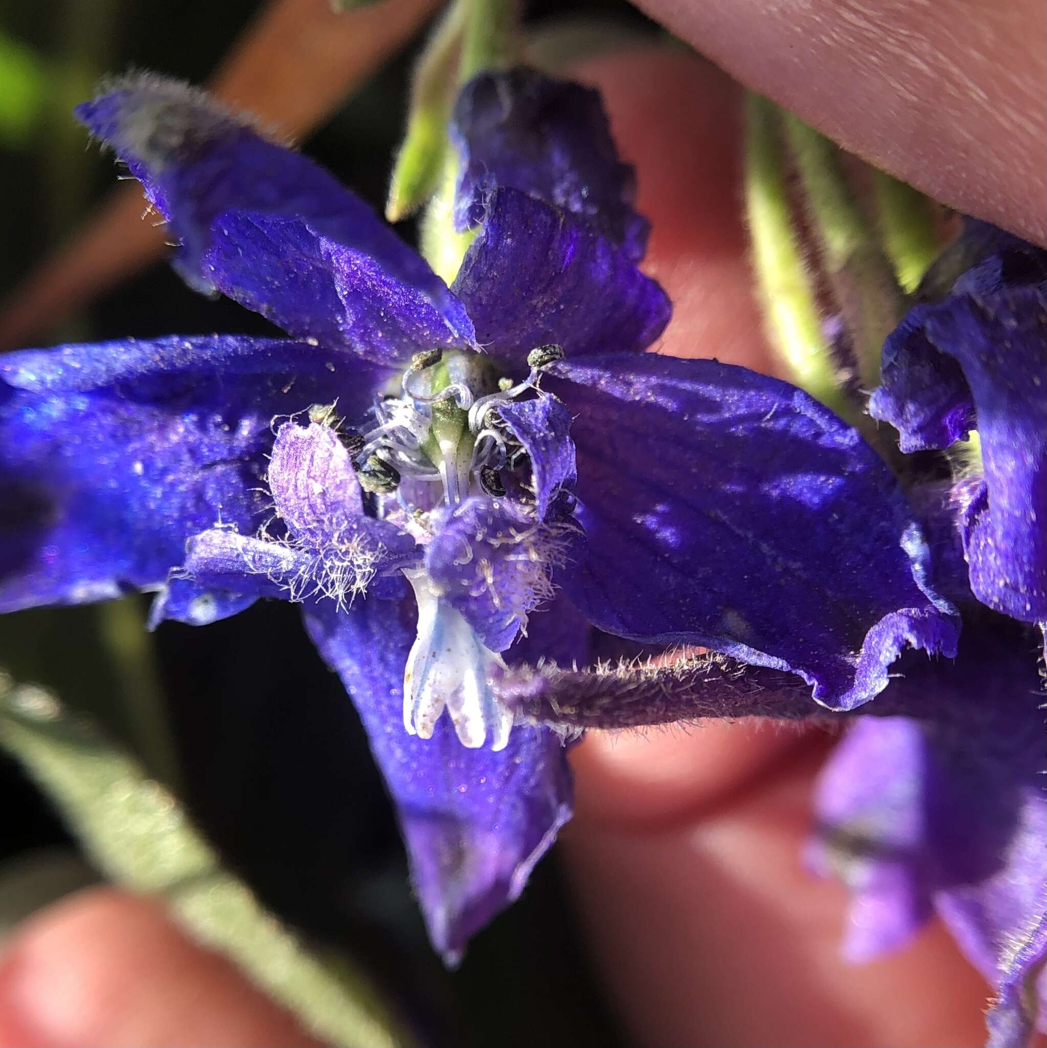 Plancia ëd Delphinium decorum Fisch. & Mey.