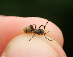 Image de Polyrhachis limbata Emery 1897