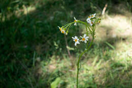 Image of paleyellow ragwort