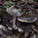Image of Tylopilus obscurus Halling 1989