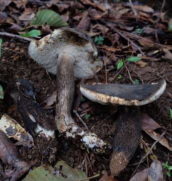 Imagem de Tylopilus obscurus Halling 1989