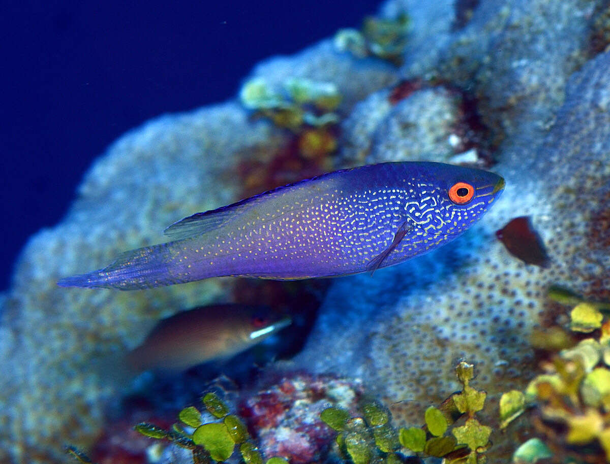 Image of Diamondtail wrasse