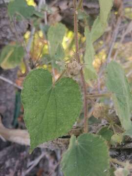 Image of Abutilon bivalve