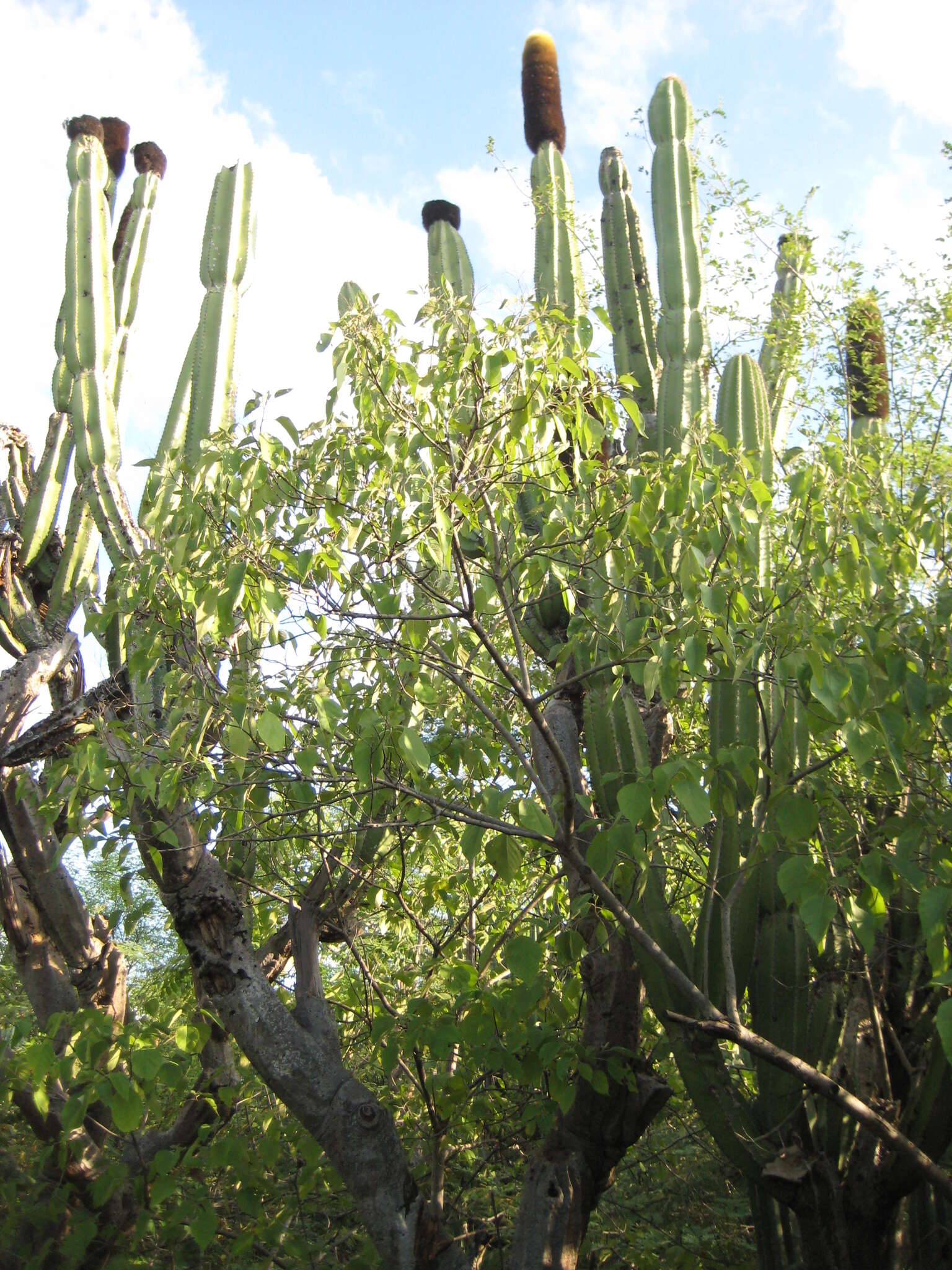 Image of Grenadier's Cap Cactus