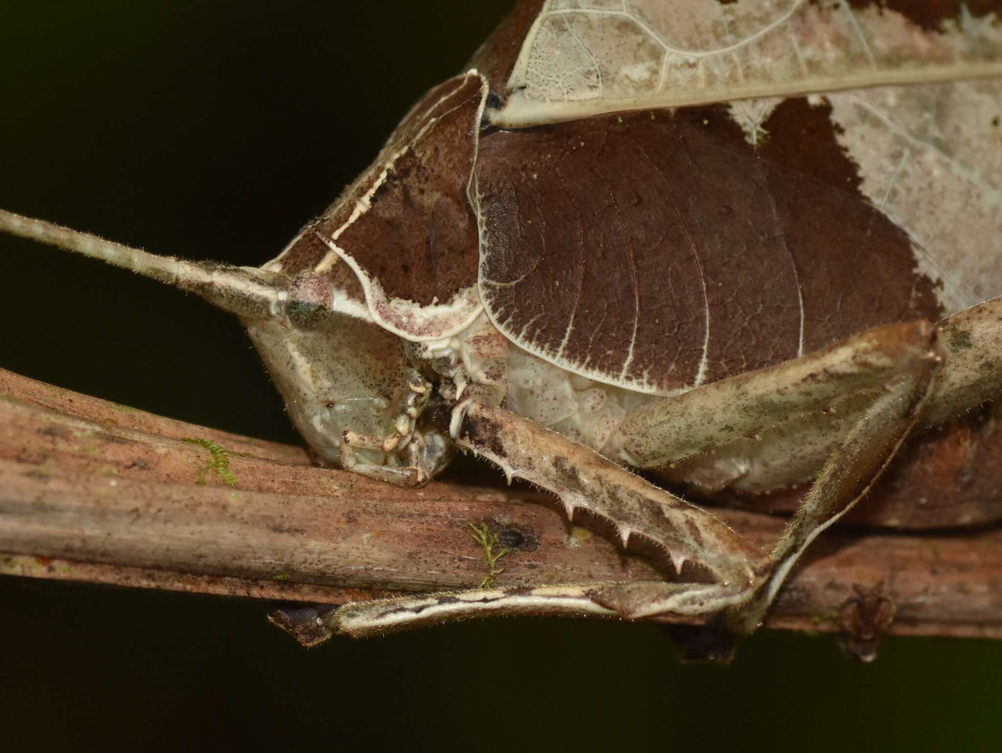 Image of Peacock katydid