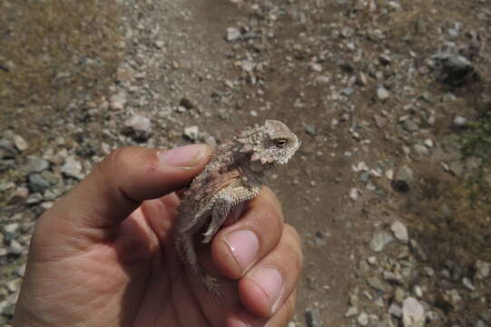 Image of Regal Horned Lizard