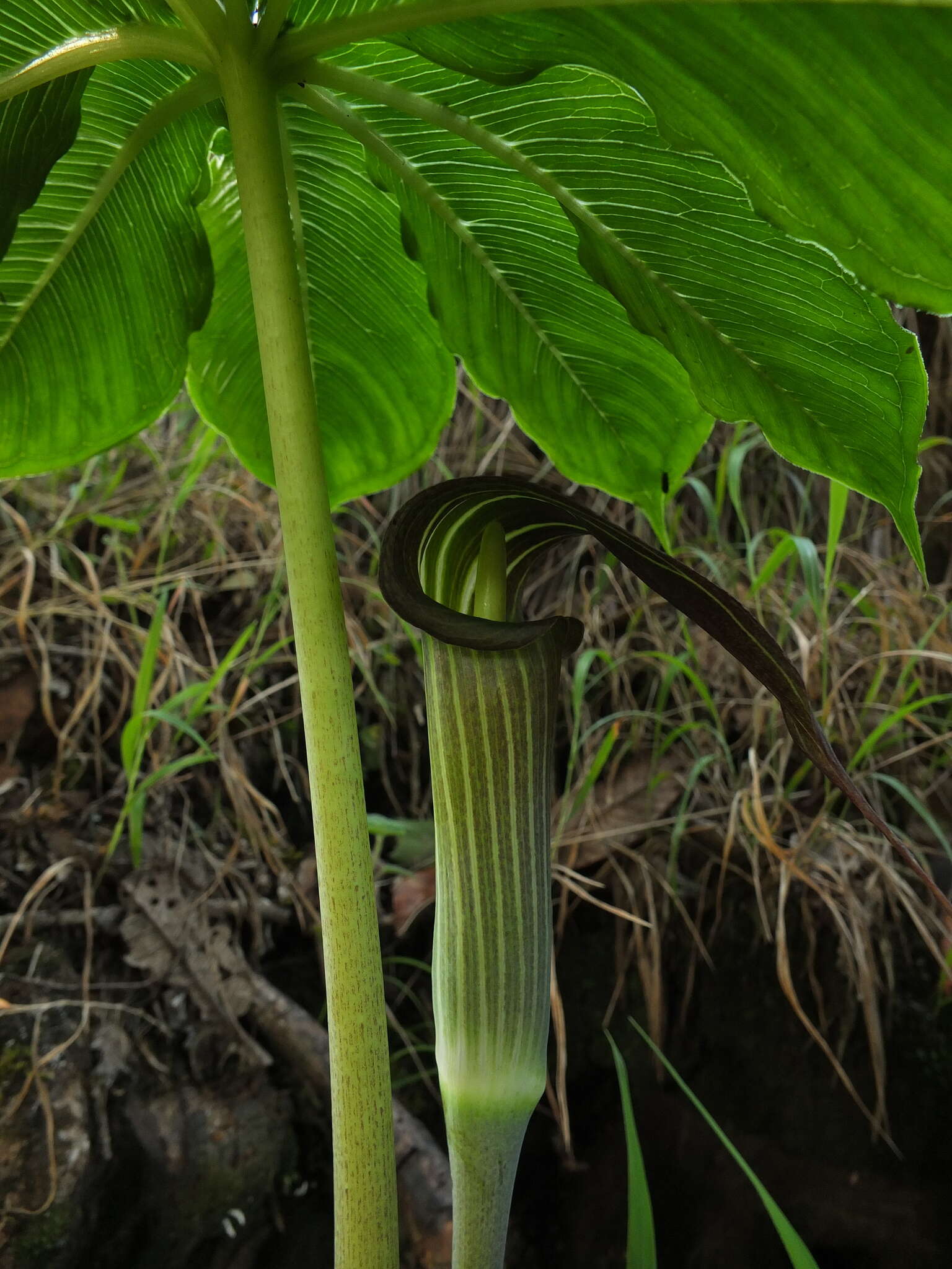 Image of Arisaema leschenaultii Blume