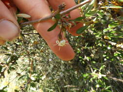 Imagem de Olearia virgata var. laxiflora (Kirk) Allan