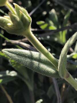 Image of field chickweed