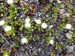 Plancia ëd Leptinella pyrethrifolia (Hook. fil.) D. G. Lloyd & C. J. Webb