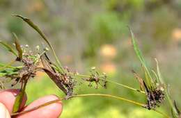 Image of Centella glabrata L.