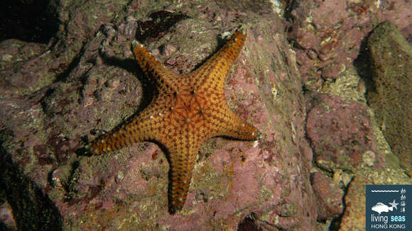 Image of Pentaceraster alveolatus (Perrier 1875)