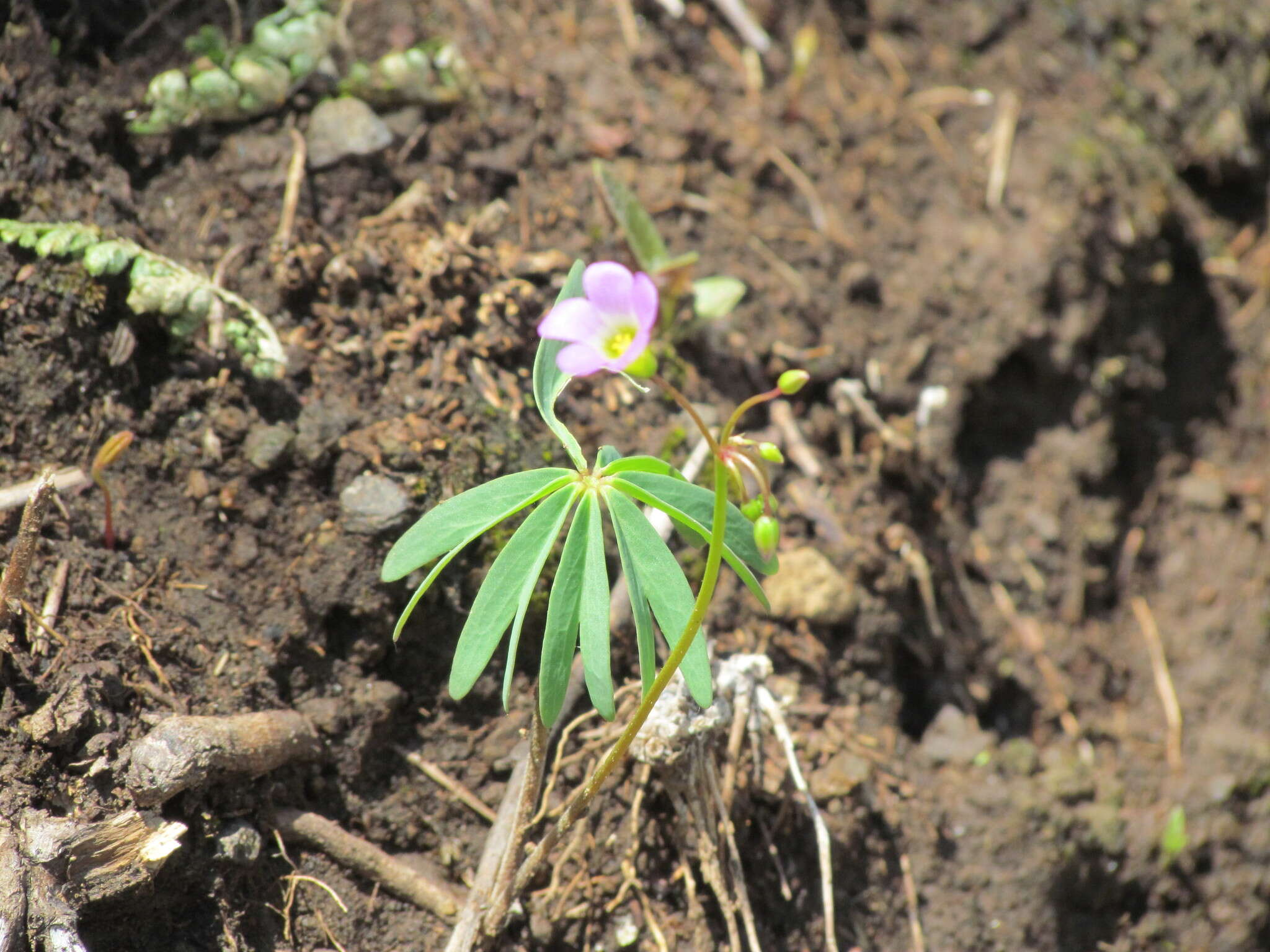 Plancia ëd Oxalis decaphylla Kunth