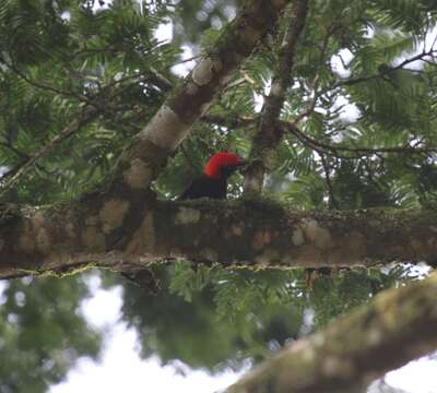 Image of Red-headed Malimbe