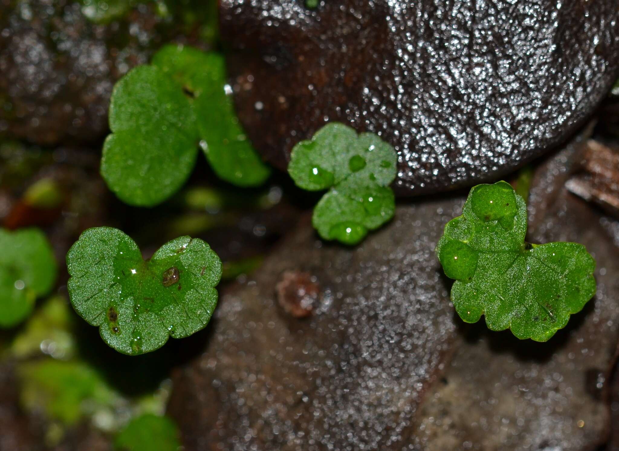 Image of Large-Leaf Marsh-Pennywort