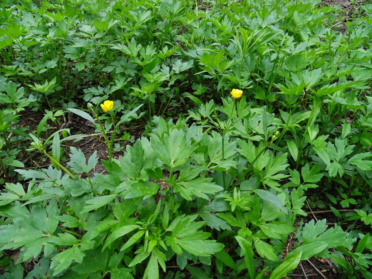 Ranunculus hispidus var. caricetorum (Greene) T. Duncan的圖片